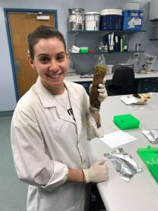 Melinda in the laboratory holding one of the Antarctic moss cores to be analysed